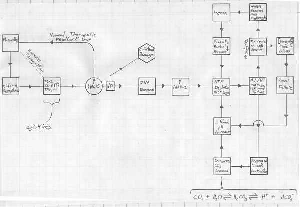 Malaria flowchart