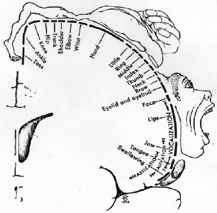 Motor Strip